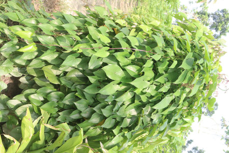 dioscorea alata purple yam plant on farm for harvest.の写真素材