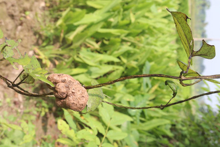 dioscorea alata purple yam on plant in farm for harvest are cash crops.の写真素材