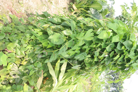 dioscorea alata purple yam plant on farm for harvest.の写真素材