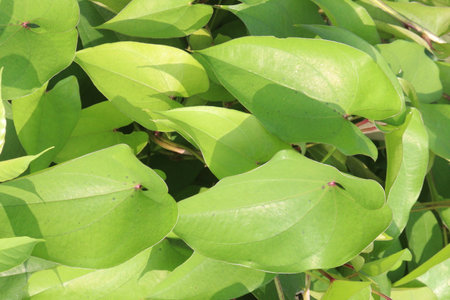 dioscorea alata purple yam plant on farm for harvest are cash crops.の写真素材