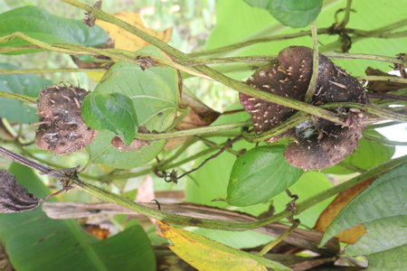 dioscorea alata purple yam on plant in farm for harvest are cash crops.の写真素材