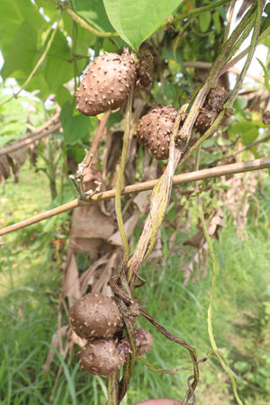 dioscorea alata purple yam on plant in farm for harvest are cash crops.の写真素材