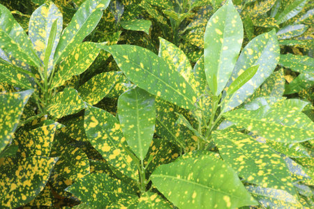 Garden croton plant on pot in farm. Leaves and stem can treat diabetes, high blood cholesterol levels, gastrointestinal disturbancesの写真素材