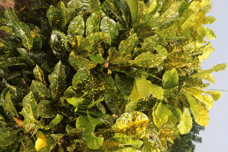 Garden croton plant on pot in farm.の写真素材