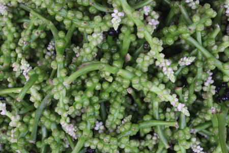 Malabar spinach on farm for harvesting are cash crops. Have iron, calcium, Vitamin A, magnesium, protein, ample amounts, phosphorus, potassium, and B complex vitamins, Vitamin B6の写真素材