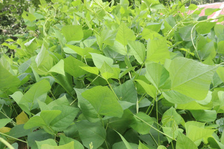 Hyacinth Beans plant on farm for harvest are cash crops. contain Vitamin D, calcium, phosphorus which essential for maintaining the bone health as they support jaw-bone mineral density, tooth enamelの写真素材