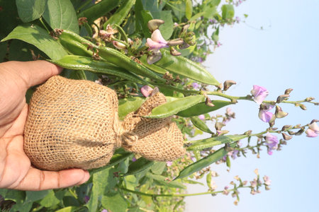 Hyacinth Beans plant on farm for harvestの写真素材