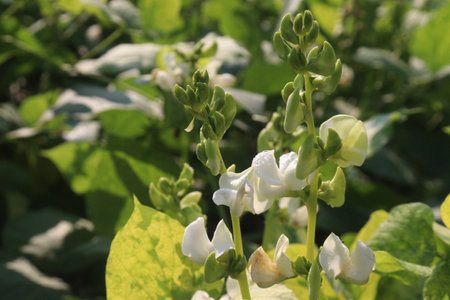 Hyacinth Beans on plant in farm for harvest are cash crops. contain Vitamin D, calcium,phosphorus which essential for maintaining the bone health as they support jaw bone mineral density, tooth enamelの写真素材