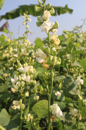 Hyacinth Beans on plant in farm for harvest are cash crops. contain Vitamin D, calcium,phosphorus which essential for maintaining the bone health as they support jaw bone mineral density, tooth enamelの写真素材