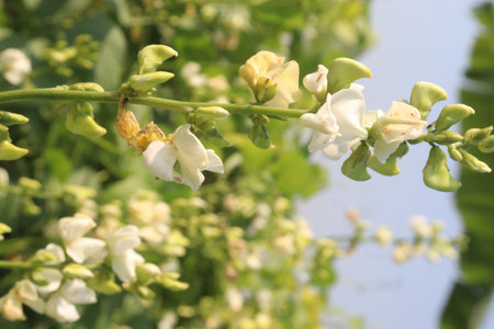 Hyacinth Beans on plant in farm for harvest. contain Vitamin D, calcium,phosphorus which essential for maintaining the bone health as they support jaw bone mineral density, tooth enamelの写真素材