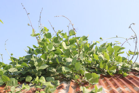 Hyacinth Beans plant on farm for harvest are cash crops. contain Vitamin D, calcium, phosphorus which essential for maintaining the bone health as they support jaw-bone mineral density, tooth enamelの写真素材