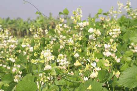 Hyacinth Beans on plant in farm for harvest are cash crops. contain Vitamin D, calcium,phosphorus which essential for maintaining the bone health as they support jaw bone mineral density, tooth enamelの写真素材