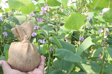 Hyacinth Beans plant on farmの写真素材