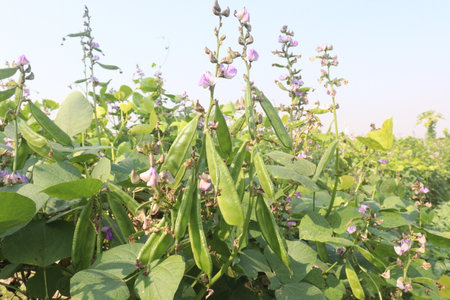 Hyacinth Beans on plant in farm for harvest are cash crops. contain Vitamin D, calcium,phosphorus which essential for maintaining the bone health as they support jaw bone mineral density, tooth enamelの写真素材
