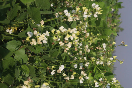 Hyacinth Beans on plant in farm for harvest are cash crops. contain Vitamin D, calcium,phosphorus which essential for maintaining the bone health as they support jaw bone mineral density, tooth enamelの写真素材