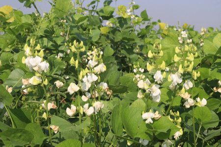 Hyacinth Beans on plant in farm for harvest are cash crops. contain Vitamin D, calcium,phosphorus which essential for maintaining the bone health as they support jaw bone mineral density, tooth enamelの写真素材