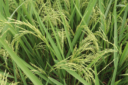 paddy plant on field for harvest are cash crops. used to cultivate rice Wet rice cultivation is the most prevalent method of farming. where it utilizes a small fraction of the total landの写真素材