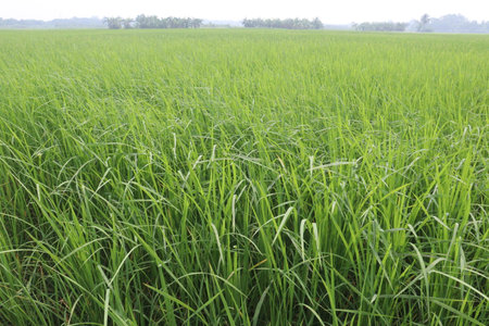 paddy plant on field for harvest are cash crops. used to cultivate rice Wet rice cultivation is the most prevalent method of farming. where it utilizes a small fraction of the total landの写真素材