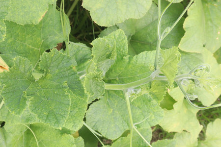 pumpkin plant on farm for harvest are cash cropsの写真素材