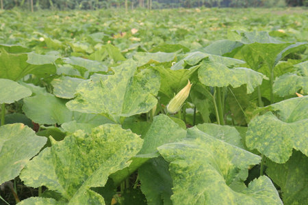 pumpkin plant on farm for harvestの写真素材