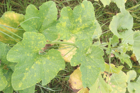 pumpkin plant on farm for harvestの写真素材