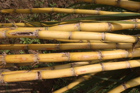 sugarcane plant on farm for harvest are cash crops.juice is a great hydrating agent, Nutrient, Energy Boost, Digestive Health, Detoxification, Weight Management,Skin Radiance.Anti Aging, Anti-Diabeticの写真素材