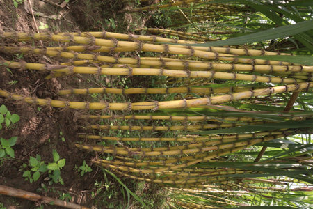 sugarcane plant on farm for harvest are cash crops.の写真素材