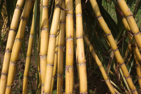 sugarcane plant on farm for harvest are cash crops.の写真素材
