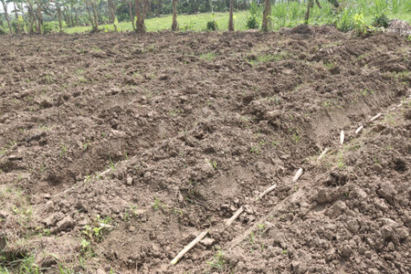 sugarcane seedling on field for harvest are cash crops.の写真素材