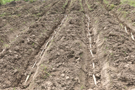 sugarcane seedling on field for harvest are cash crops.の写真素材