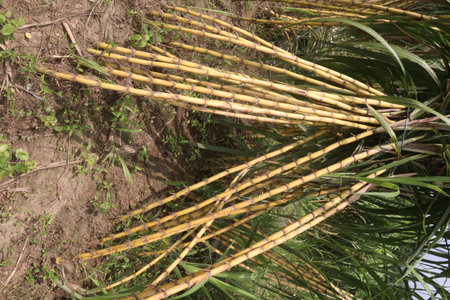 sugarcane plant on farm for harvest are cash crops.の写真素材