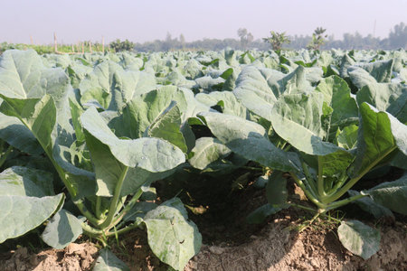 tasty and healthy Cauliflower farm for harvest
