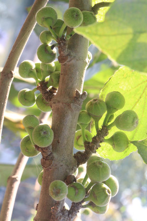 Ficus nota on tree in jungle. edible to humans, They are usually eaten with sugar. leaves eaten as a...