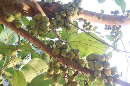 Ficus nota on tree in jungle. edible to humans, They are usually eaten with sugar. leaves eaten as a...
