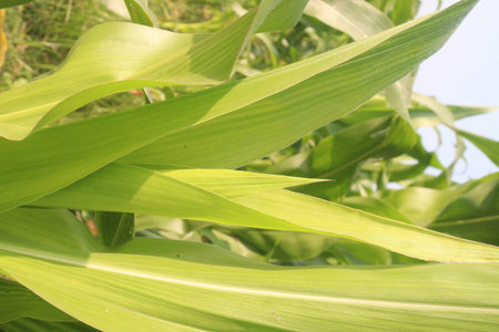 maize also called corn on farm for harvest.