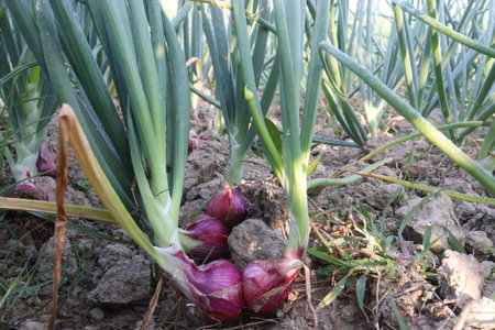 tasty and healthy onion plant on farm for harvest are cash cropsの写真素材
