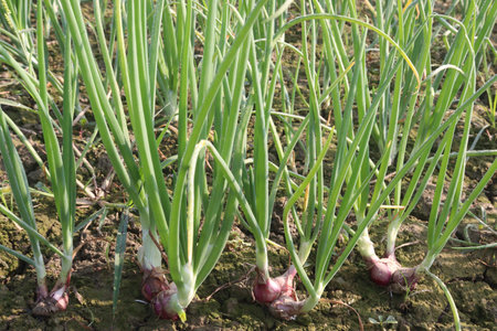 tasty and healthy onion plant on farm for harvest are cash cropsの写真素材