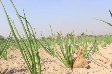 tasty and healthy onion plant on farm for harvestの写真素材