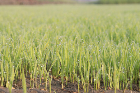 paddy plant seedling on experimental field for harvest are cash cropsの写真素材