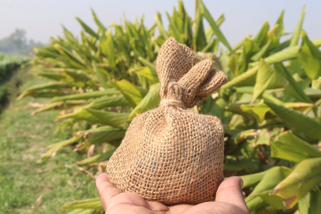 turmeric plant on farm for sell are cash crops. is rich in Phytochemical that may protect the body by neutralizing free radicals and shielding the cells from damageの写真素材