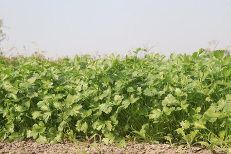 coriander plant on farm for harvest