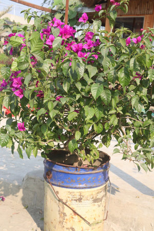 Bougainvillea flower plant on farm for sell are cash crop. it can treat of coughs, respiratory problems. it have botanical insecticideの写真素材