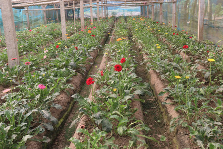 red colored gerbera flower plant on farm for harvest are cash cropsの写真素材