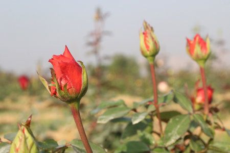 red colored rose plant on farm for harvest are cash cropsの写真素材