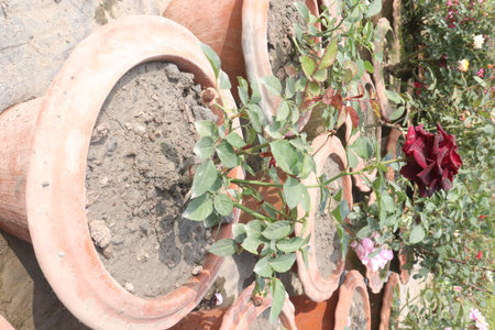 red colored rose plant on farm for harvestの写真素材