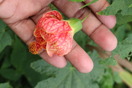 Abutilon pictum flower and ornamental plant on farmの写真素材