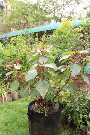 pink colored beautiful flower on gardenの写真素材