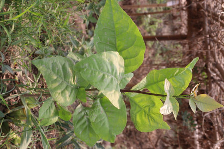 Aegle Marmelos plant on nursery. It has antioxidants which helps in insulin secretion which leads to low blood sugar levelsの写真素材