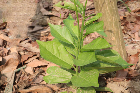 aganonerion plant on jungle its have flower and high vitamin Cの写真素材