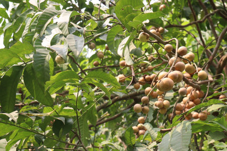 Aphanamixis polystachya plant on jungle.の写真素材